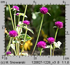 Gomphrena globosa (gomfrena kulista)