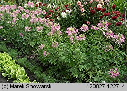 Cleome hassleriana (kleome kolczasta)