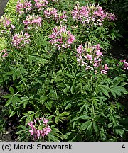 Cleome hassleriana (kleome kolczasta)