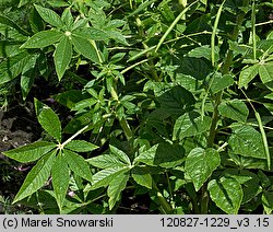 Cleome hassleriana (kleome kolczasta)