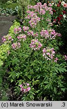 Cleome hassleriana (kleome kolczasta)