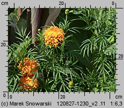 Tagetes erecta (aksamitka wzniesiona)