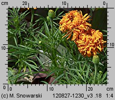 Tagetes erecta (aksamitka wzniesiona)