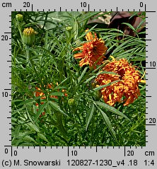 Tagetes erecta (aksamitka wzniesiona)