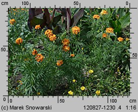 Tagetes erecta (aksamitka wzniesiona)