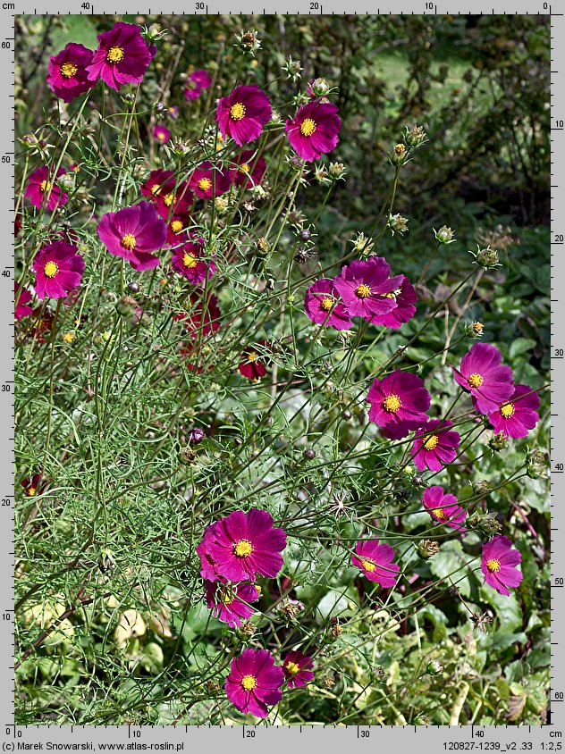 Cosmos bipinnatus (kosmos pierzasty)