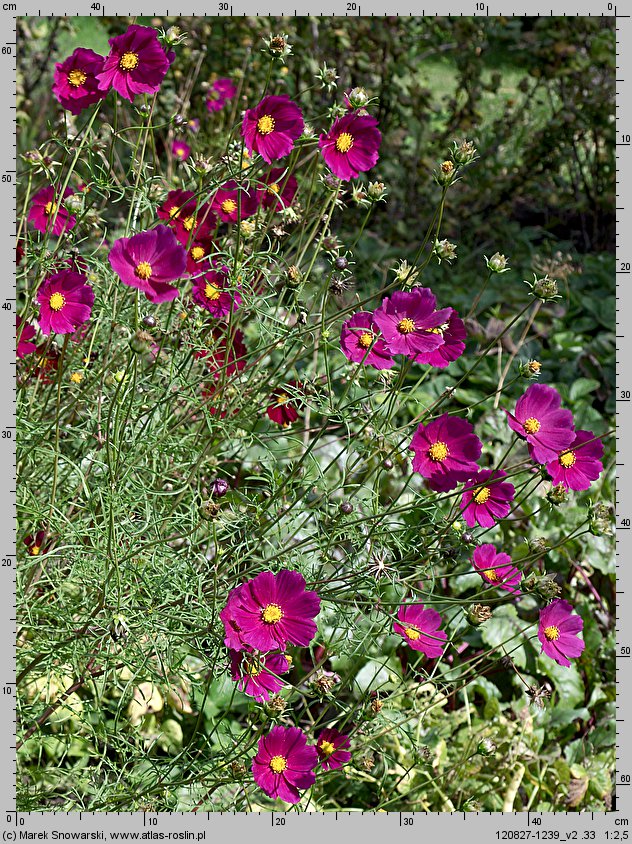 Cosmos bipinnatus (kosmos pierzasty)