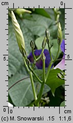 Ipomoea tricolor (wilec trójbarwny)