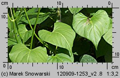 Ipomoea tricolor (wilec trójbarwny)