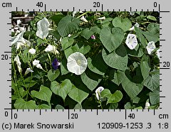 Ipomoea tricolor (wilec trójbarwny)