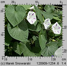 Ipomoea purpurea (wilec purpurowy)