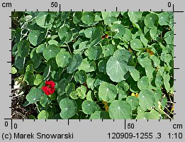 Tropaeolum majus (nasturcja większa)