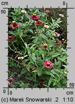 Zinnia elegans (cynia wytworna)