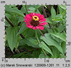 Zinnia elegans (cynia wytworna)