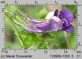 Maurandya scandens (azaryna pnąca)