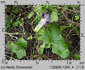 Maurandya scandens (azaryna pnąca)