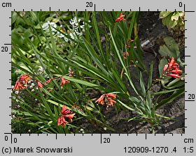 Crocosmia ×crocosmiiflora (krokosmia ogrodowa)