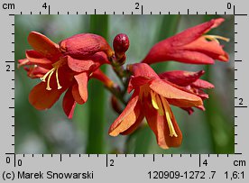 Crocosmia ×crocosmiiflora (krokosmia ogrodowa)