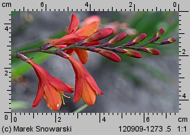 Crocosmia ×crocosmiiflora (krokosmia ogrodowa)