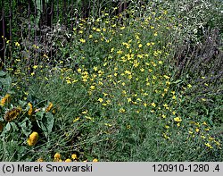 Bidens aurea (uczep złocisty)