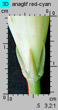 Ipomoea tricolor (wilec trójbarwny)