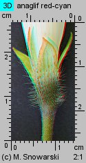 Ipomoea purpurea (wilec purpurowy)