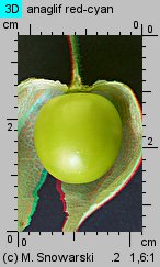 Physalis peruviana (miechunka peruwiańska)