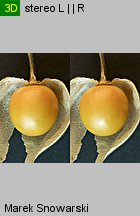 Physalis peruviana (miechunka peruwiańska)