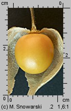 Physalis peruviana (miechunka peruwiańska)