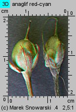 Ipomoea ×sloteri (wilec kardynalski)