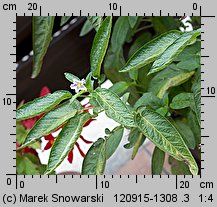 Solanum muricatum (pepino)