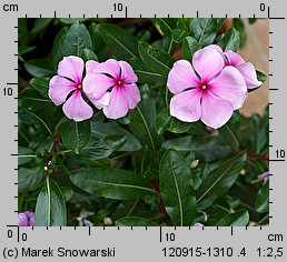 Catharanthus roseus (barwinek różowy)