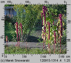 Amaranthus caudatus (szarłat zwisły)