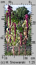 Amaranthus caudatus (szarłat zwisły)