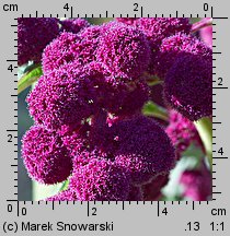 Amaranthus caudatus (szarłat zwisły)