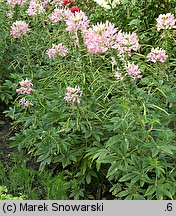 Cleome hassleriana (kleome kolczasta)