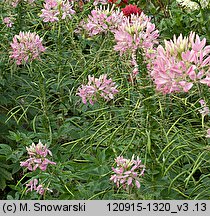 Cleome hassleriana (kleome kolczasta)