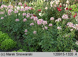 Cleome hassleriana (kleome kolczasta)