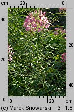 Cleome hassleriana (kleome kolczasta)