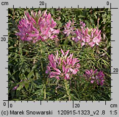 Cleome hassleriana (kleome kolczasta)