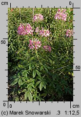 Cleome hassleriana (kleome kolczasta)