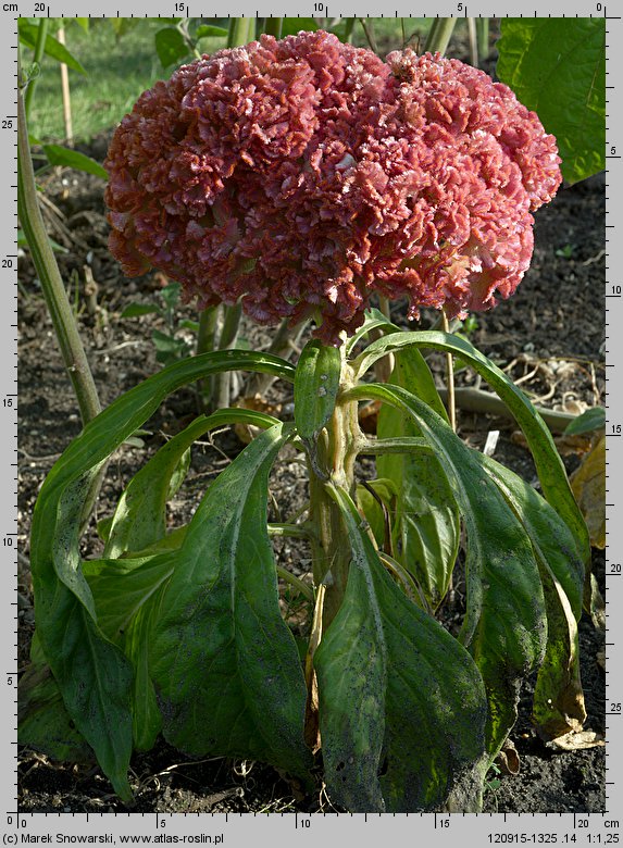 Celosia argentea var. cristata (celozja srebrzysta odm. grzebieniasta)