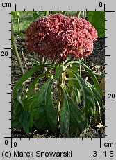 Celosia argentea var. cristata (celozja srebrzysta odm. grzebieniasta)