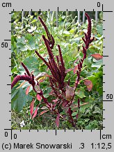 Amaranthus cruentus (szarłat wyniosły)