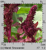 Amaranthus cruentus (szarłat wyniosły)