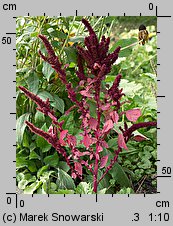 Amaranthus cruentus (szarłat wyniosły)