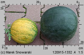 Citrullus lanatus ‘Zloto Wolicy’ (arbuz odm. Złoto Wolicy)