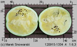 Citrullus lanatus ‘Janosik’ (arbuz odm. Janosik)