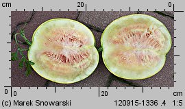 Citrullus lanatus ‘Zloto Wolicy’ (arbuz odm. Złoto Wolicy)