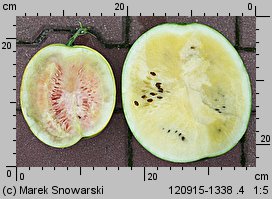 Citrullus lanatus ‘Zloto Wolicy’ (arbuz odm. Złoto Wolicy)